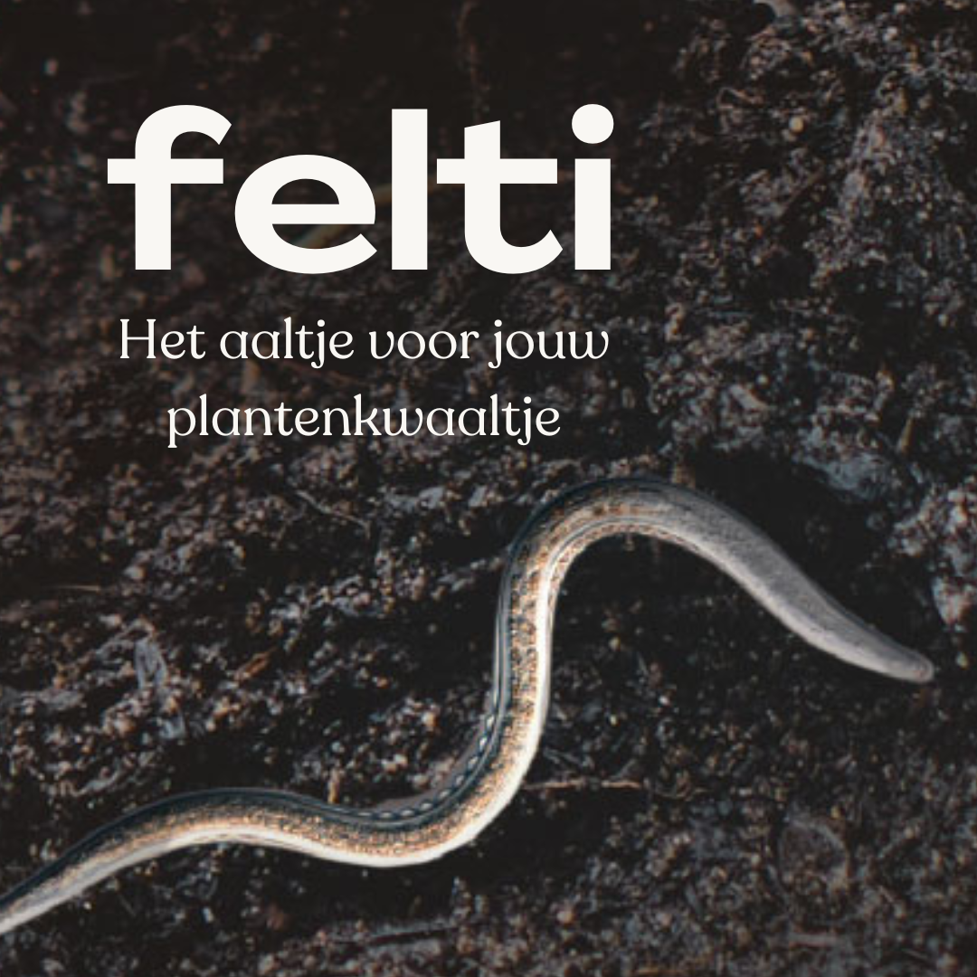 Wat zijn Felti aaltjes?