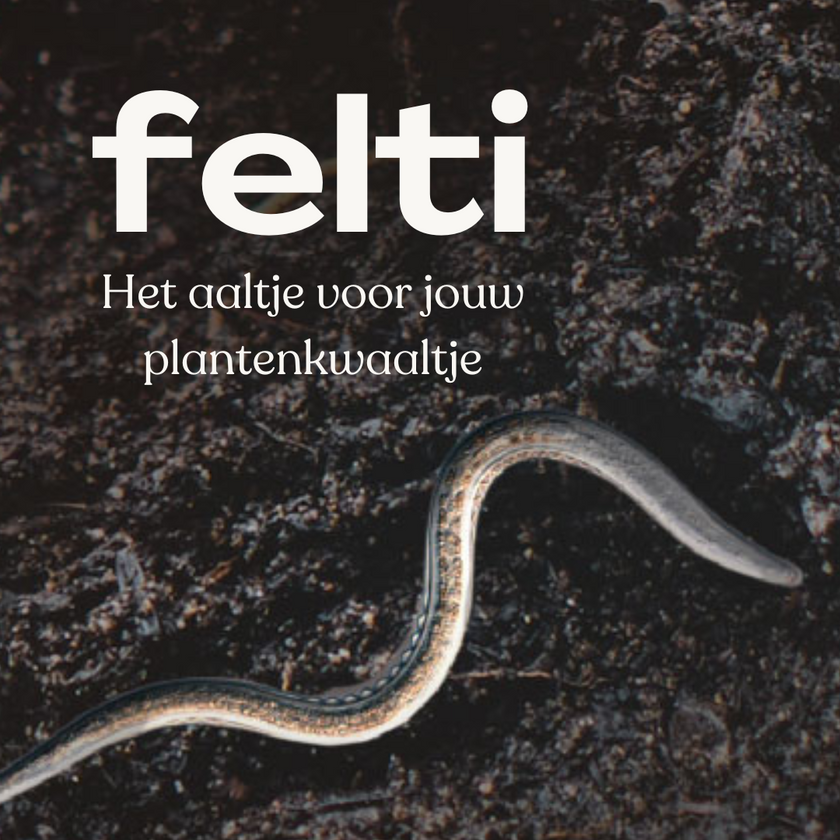 Wat zijn Felti aaltjes?
