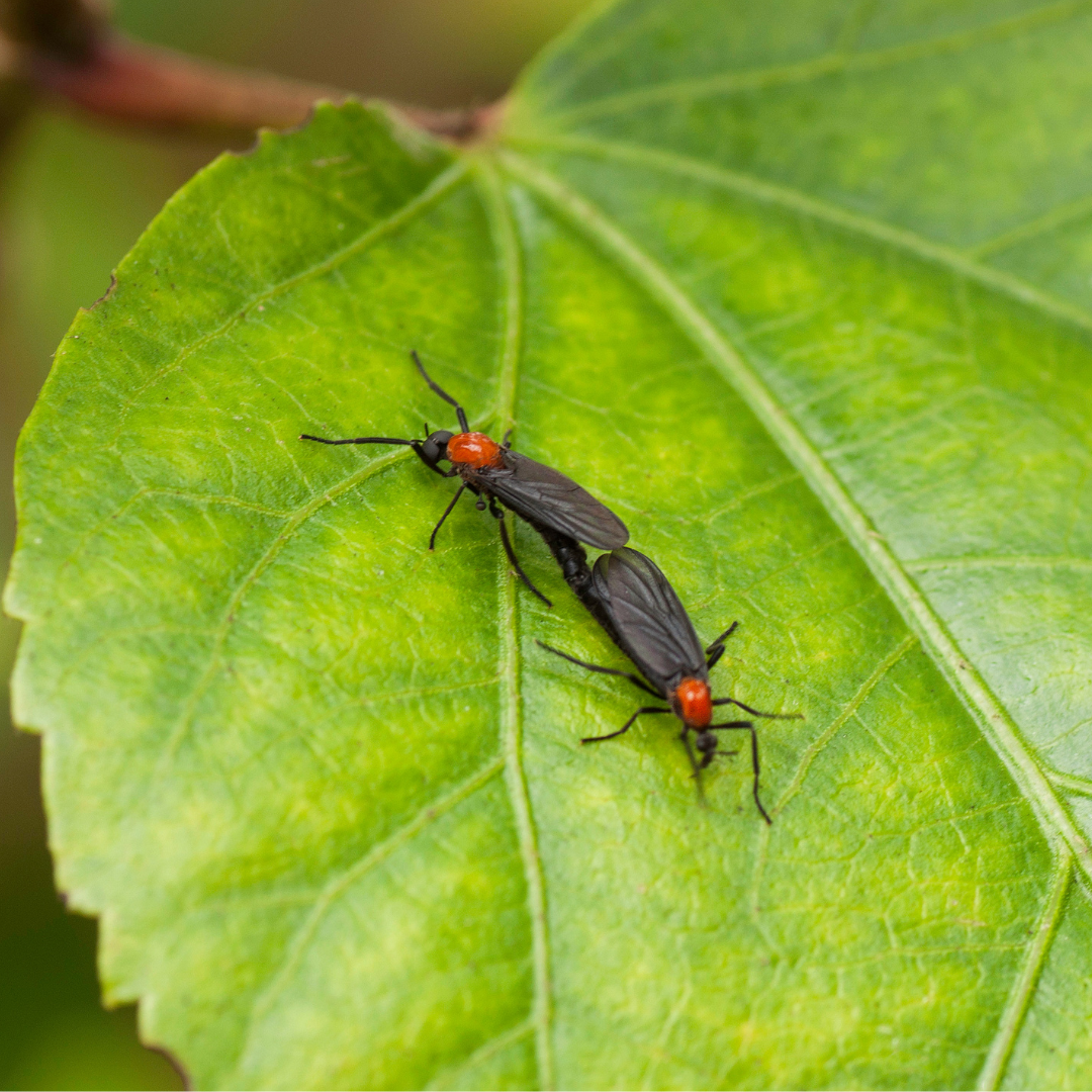 Love is in the air - De lovebug