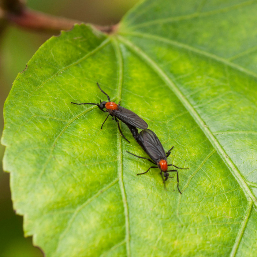 Love is in the air - De lovebug