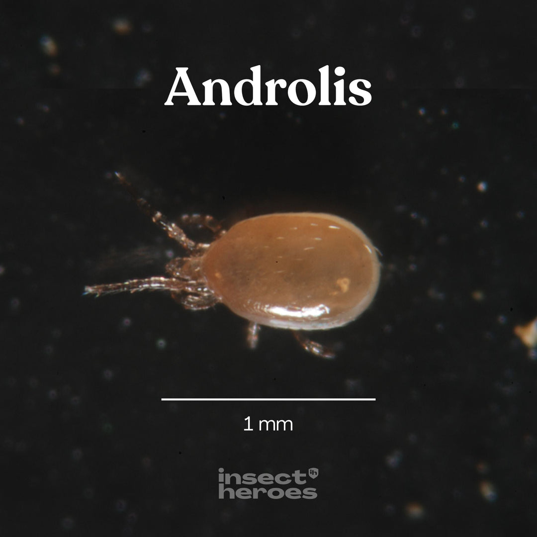1 millimeter Androlis roofmijt macro foto