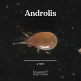 1 millimeter Androlis roofmijt macro foto