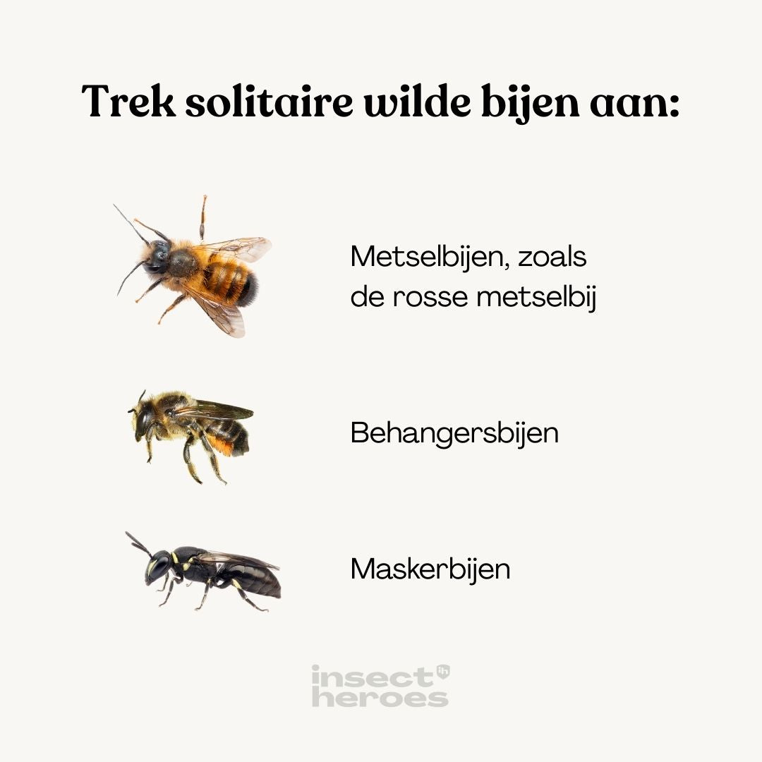 Trek solitaire wilde bijen aan: Metselbijen, Behangersbijen of maskerbijen