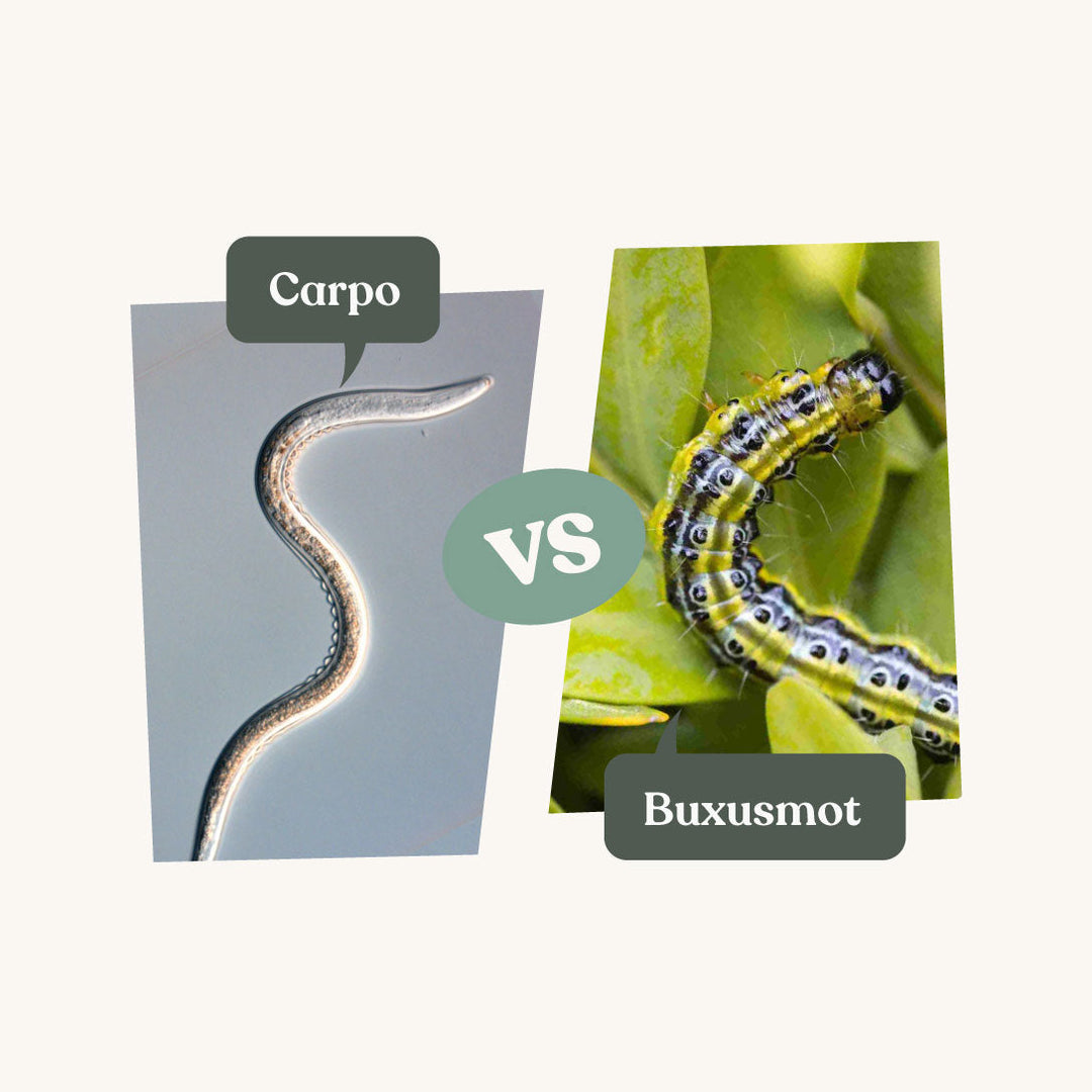 Carpo - tegen buxusmot