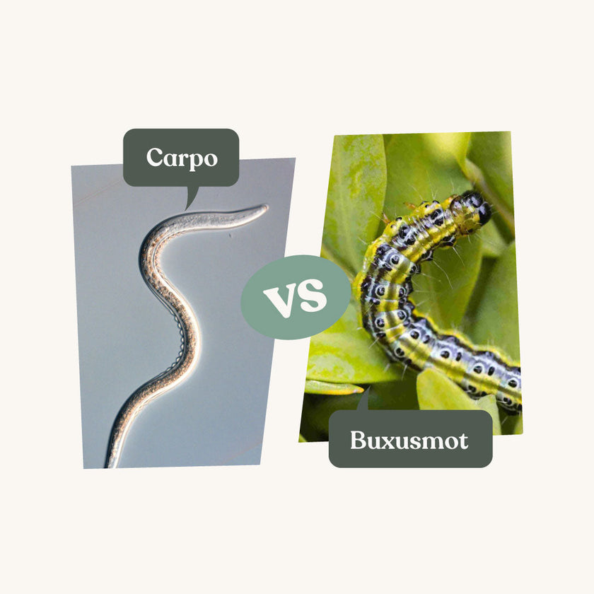 Carpo - tegen buxusmot