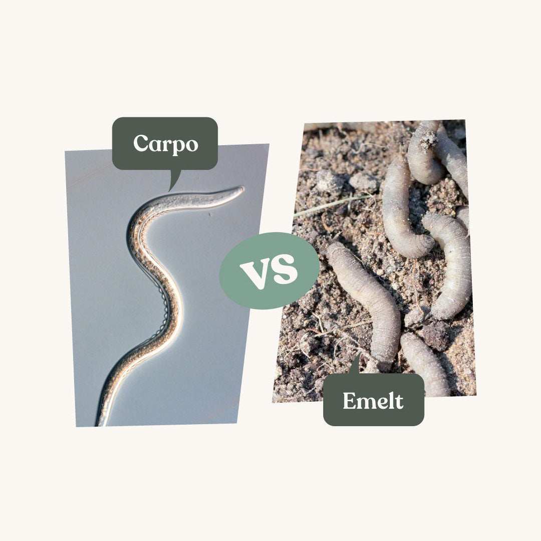 Carpo - tegen emelten