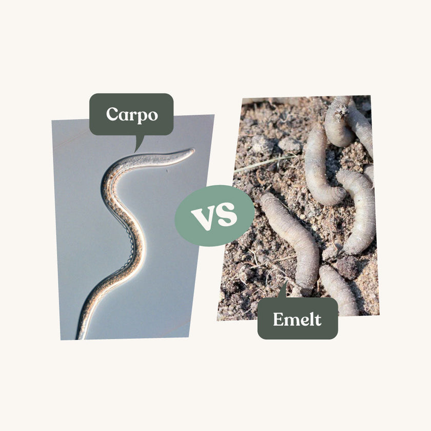 Carpo - tegen emelten