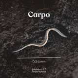 0.3 millimeter tot 1 millimeter Carpo aaltje macro foto