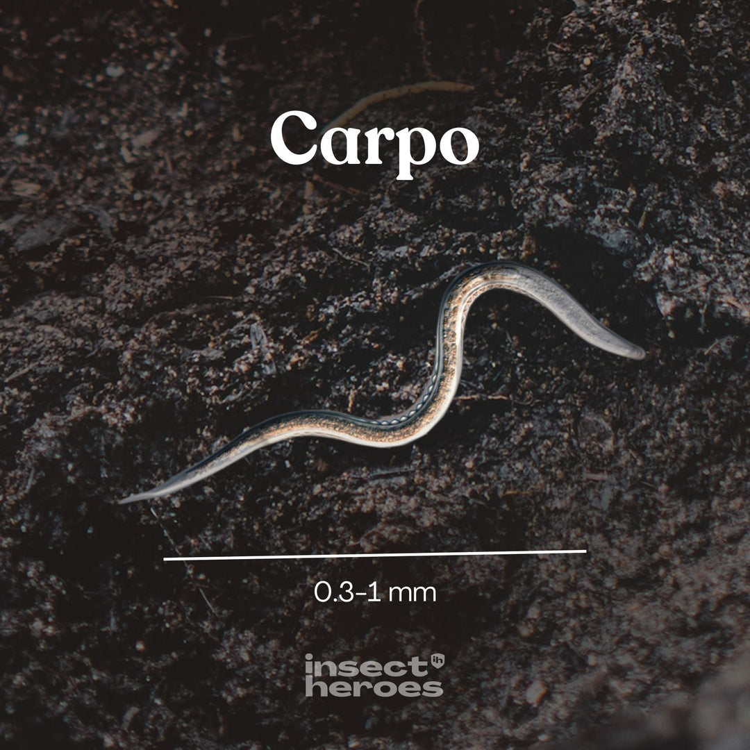 0.3 millimeter tot 1 millimeter Carpo aaltje macro foto