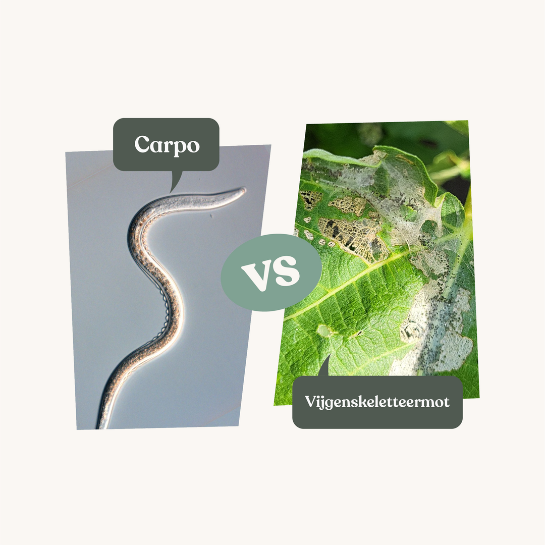 Carpo - tegen vijgenskeletteermot