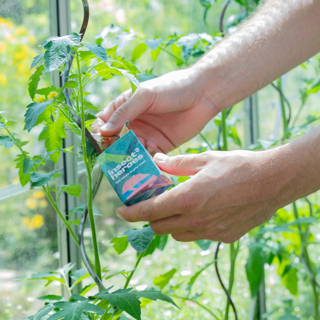 Boxi uitzetdoosje wordt opgehangen aan de stengel van een plant