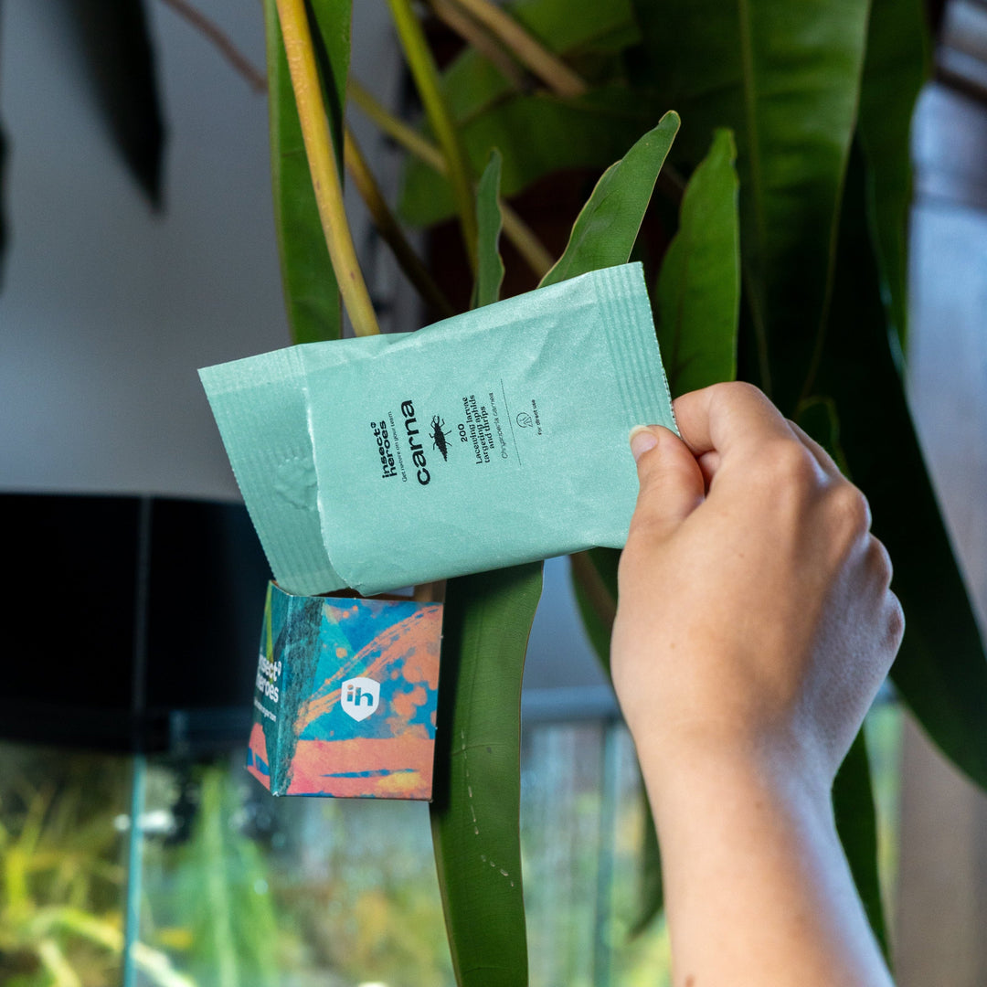 Zakje Carna wat wordt geleegd in een boxi uitzetdoosje aan een plant