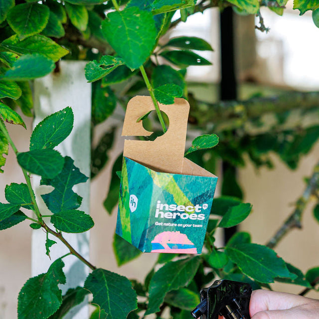 Boxi