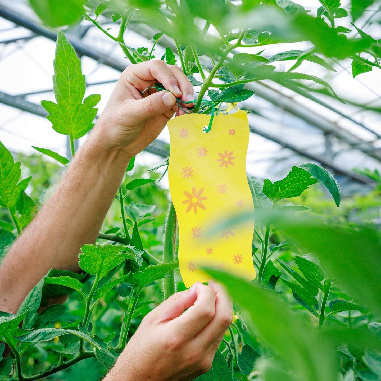 Sticky Leaf Flower - tegen rouwvliegjes