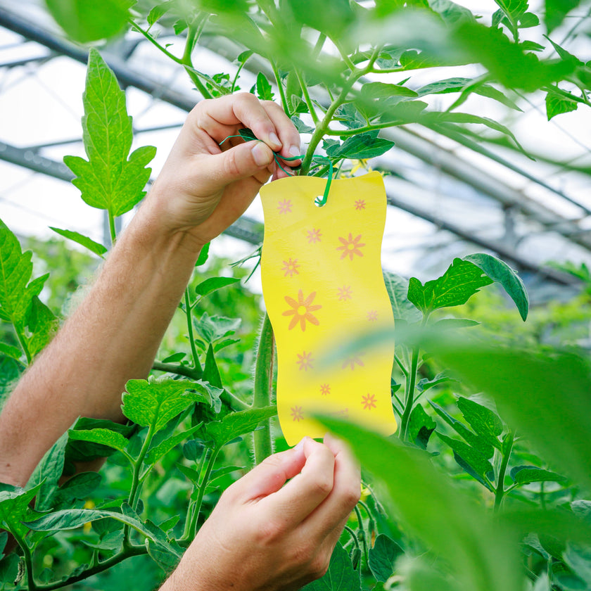 Sticky Leaf Flower - tegen witte vlieg