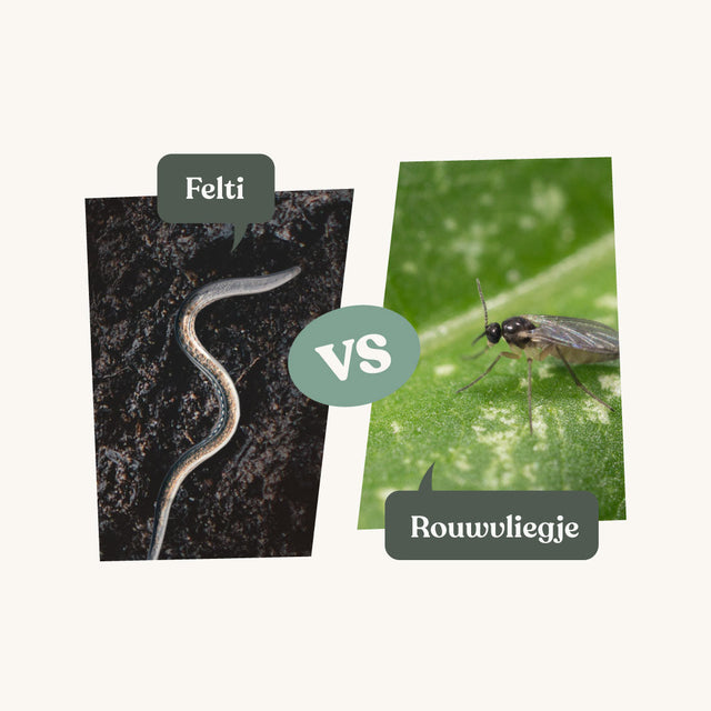 Felti - tegen rouwvliegjes