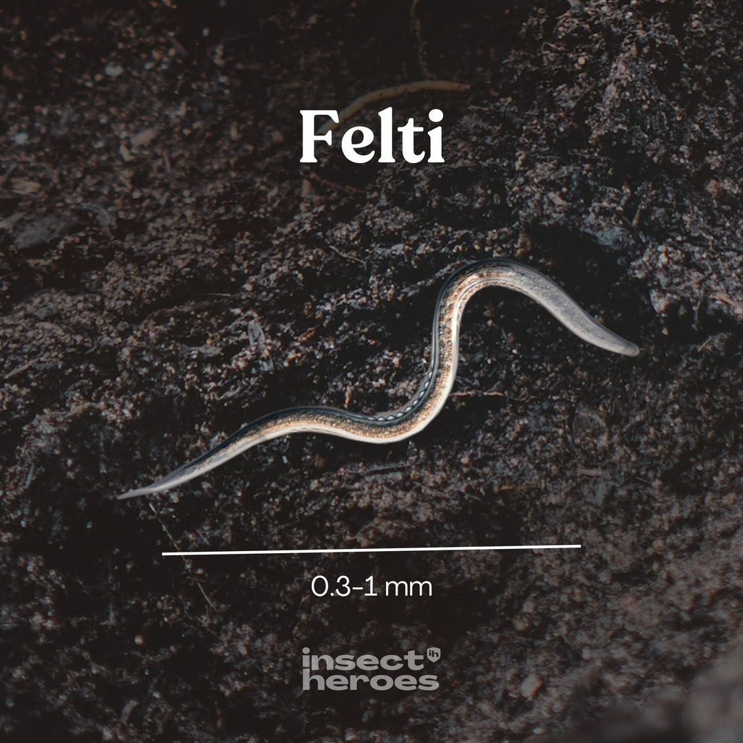 0.3 millimeter tot 1 millimeter Felti aaltje macro foto