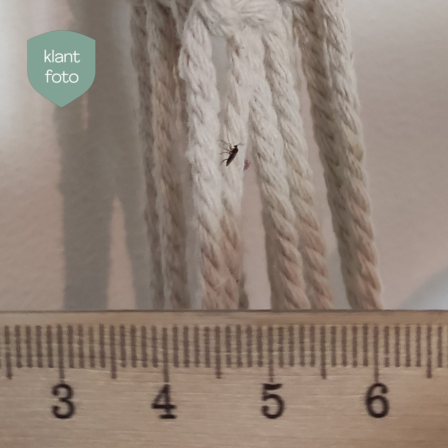 Image 33845807350048