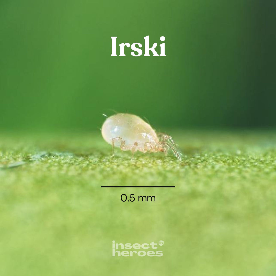 0.5 millimeter Irski roofmijt macro foto