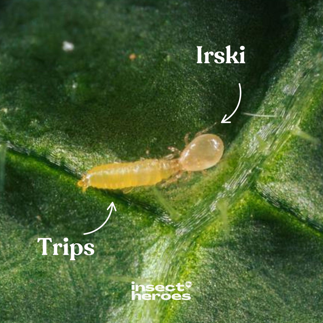 Irski roofmijt en Trips op een blad macro foto