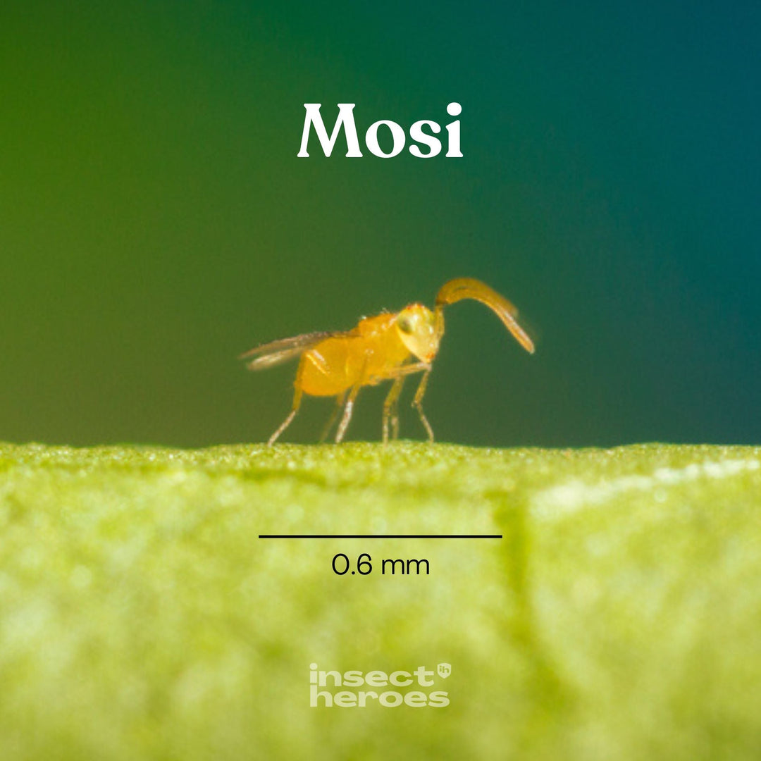 0.6 millimeter Mosi sluipwesp macro foto