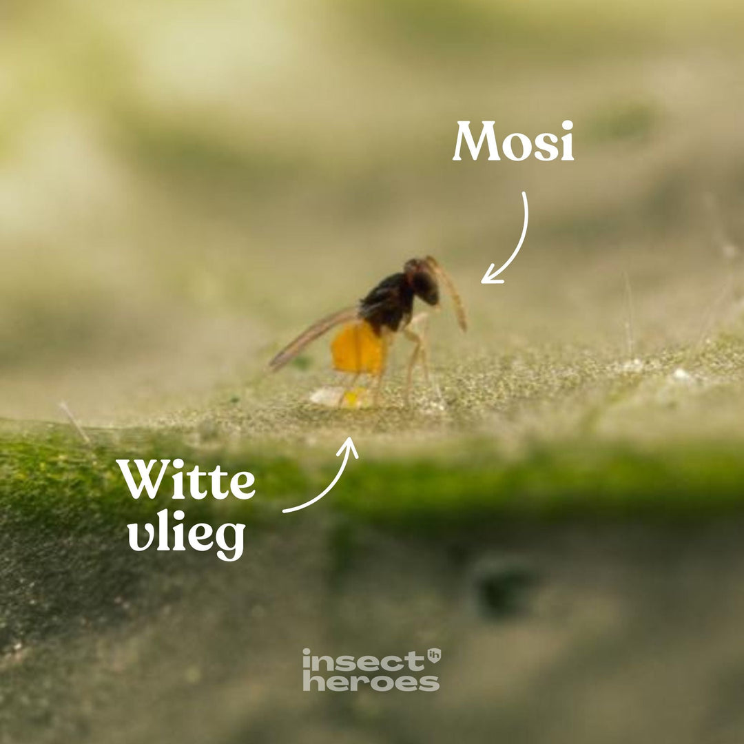 Mosi sluipwesp en Witte vlieg op een blad macro foto