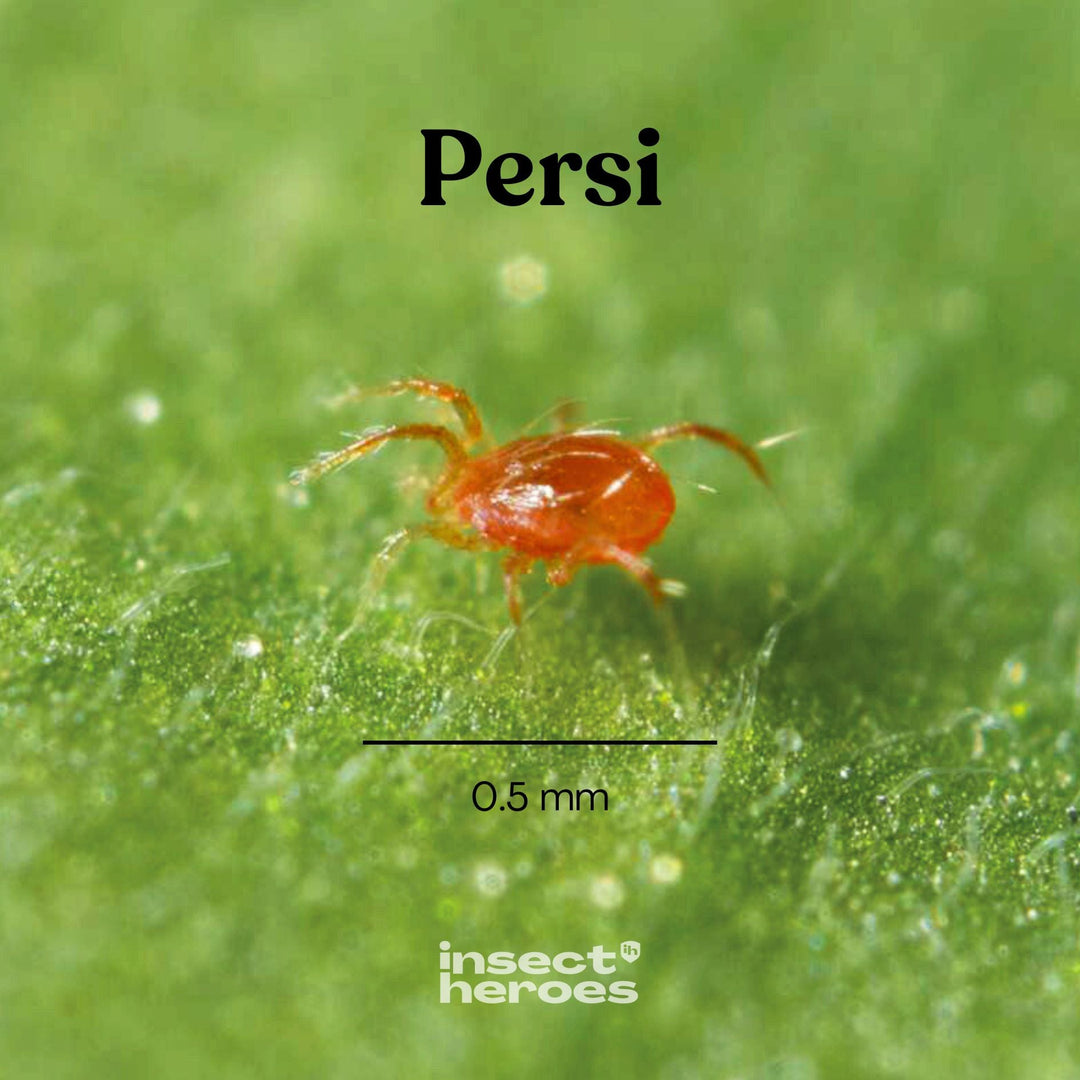 0.5 millimeter Persi roofmijt macro foto