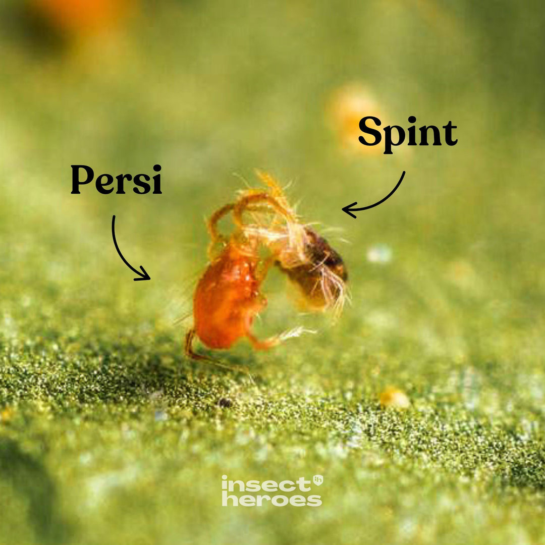 Persi roofmijt en Spint op een blad macro foto