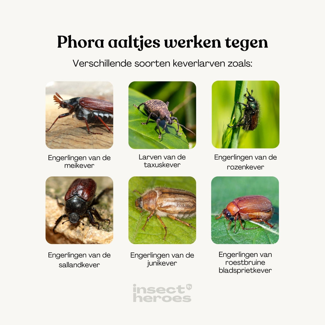 Phora aaltjes werken tegen Verschillende soorten keverlarven zoals: Engerlingen van de meikever, Larven van de taxuskever, Engerlingen van de rozenkever Engerlingen van de sallandkever, Engerlingen van de junikever, Engerlingen van de roestbruine bladsprietkever