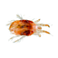 Spint