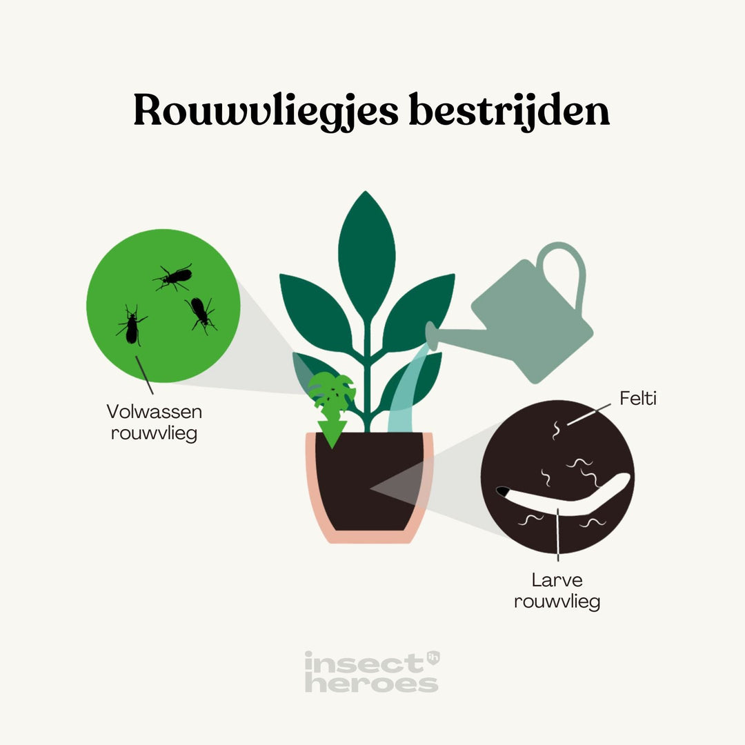 Rouwvliegjes bestrijden: Sticky Leaf helpt tegen de volwassen rouwvliegjes en de Felti aaltjes helpen tegen de rouwvlieg larven