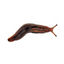 Naaktslakken