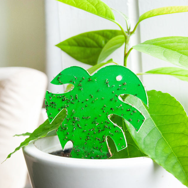 groene vangkaartje met rouwvliegjes erop in een bloempot 