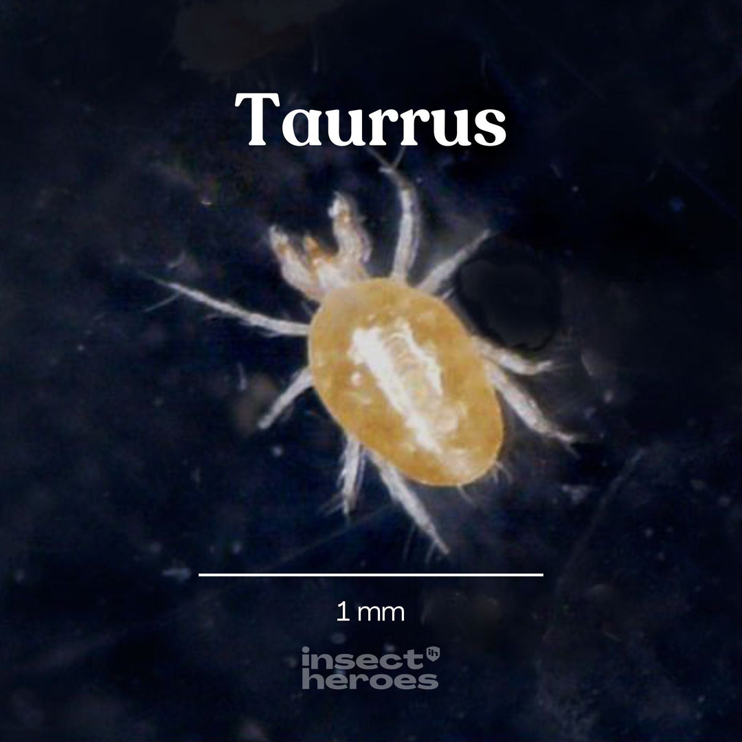 1 milimeter Taurrus mijt macro foto