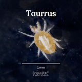 1 milimeter Taurrus mijt macro foto