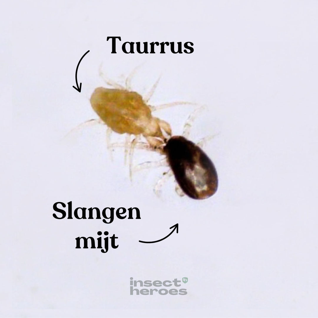 Taurrus mijt en een Slangenmijt macro foto