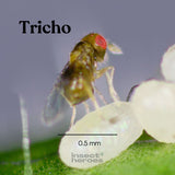 0.5 millimeter Tricho sluipwesp macro foto