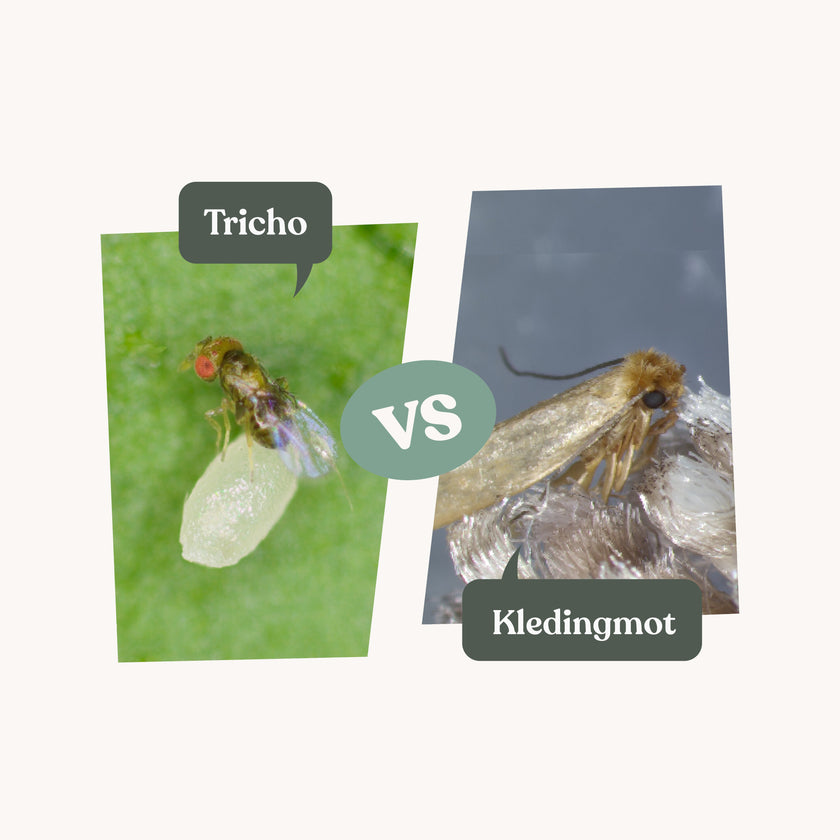 Tricho vlieg en kledingmot versus