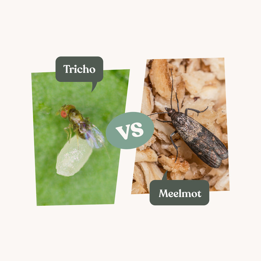 Tricho vlieg en meelmot versus