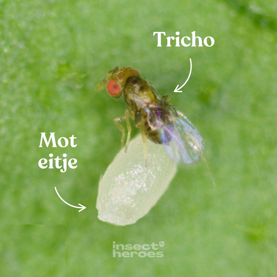 Tricho sluipwesp en een moteitje op een blad macro foto