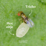 Tricho sluipwesp en een moteitje op een blad macro foto