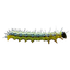 Buxusmot