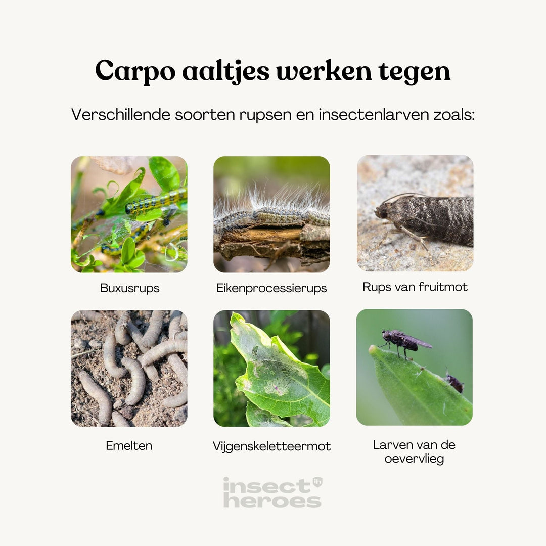 Carpo - tegen buxusmot