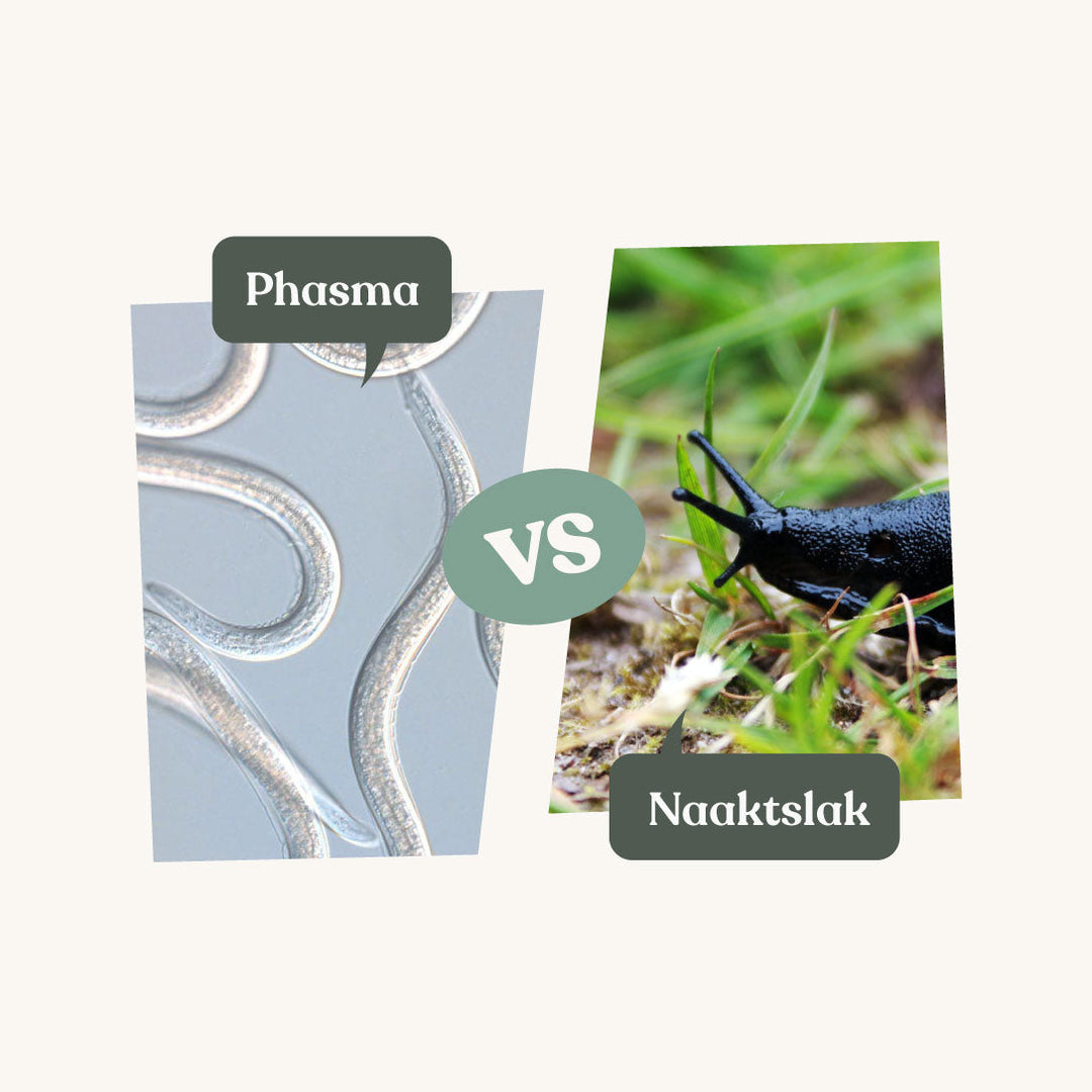 Phasma - tegen slakken