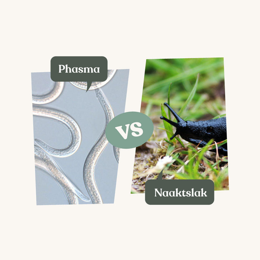 Phasma - tegen slakken
