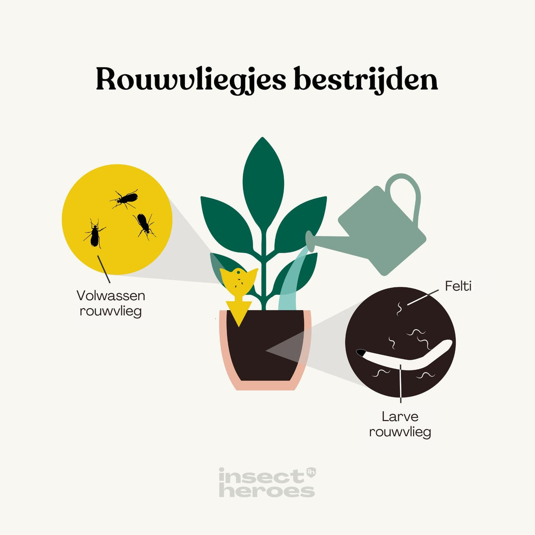 Rouwvliegjes bestrijden: Sticky Leaf helpt tegen de volwassen rouwvliegjes en de Felti aaltjes helpen tegen de rouwvlieg larven