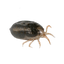 Slangenmijt