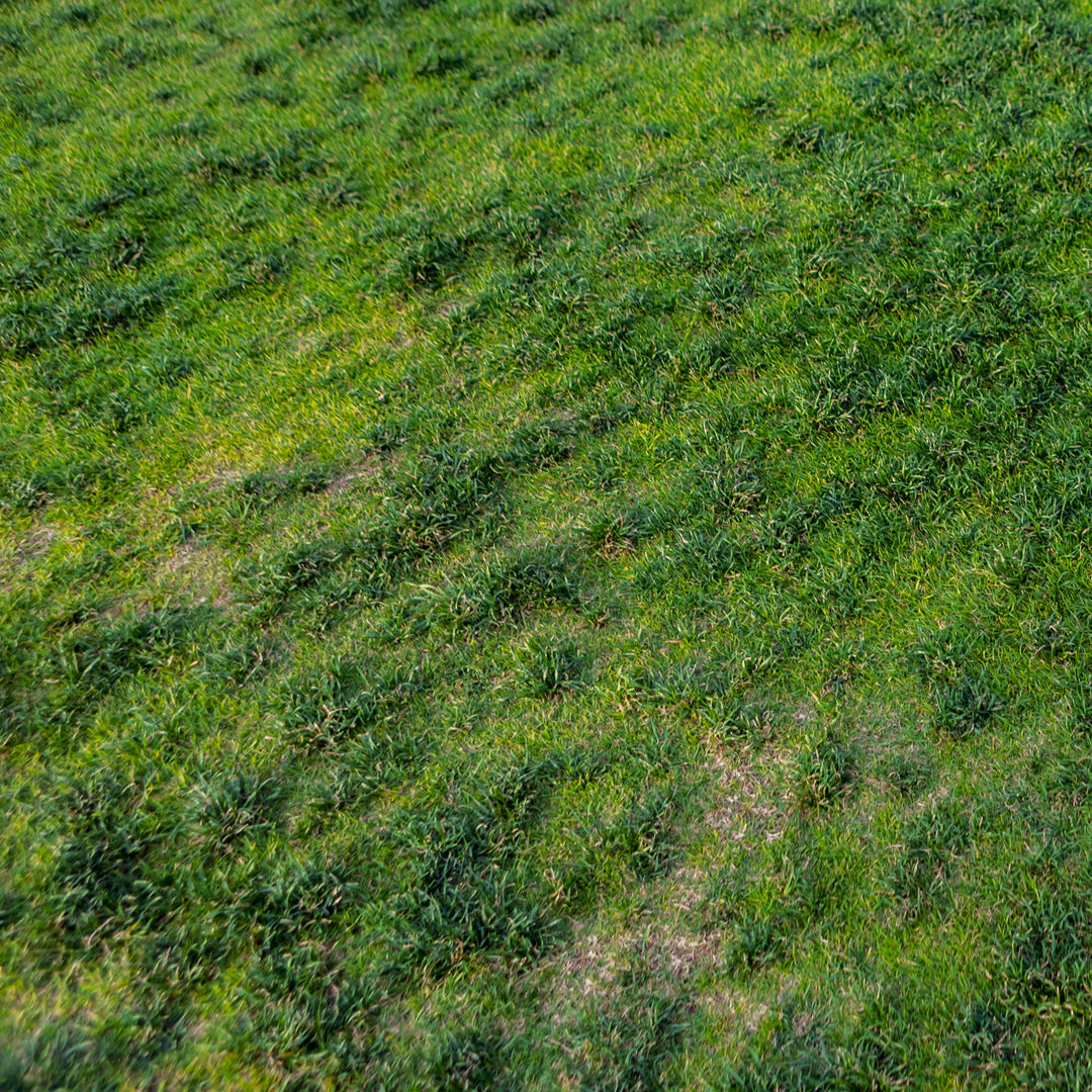 Image 33889601650976