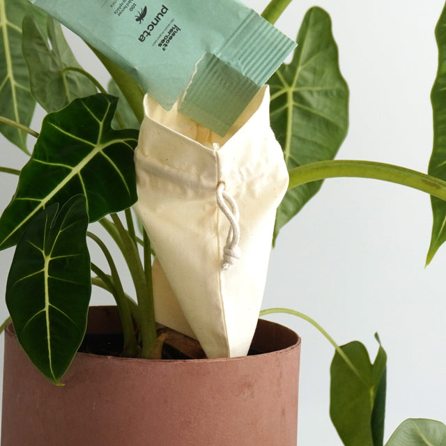 Zakje Puncta wat wordt geleegd in een uitzetzakje aan een plant